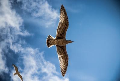 Lecący ptak Wolność - ptak